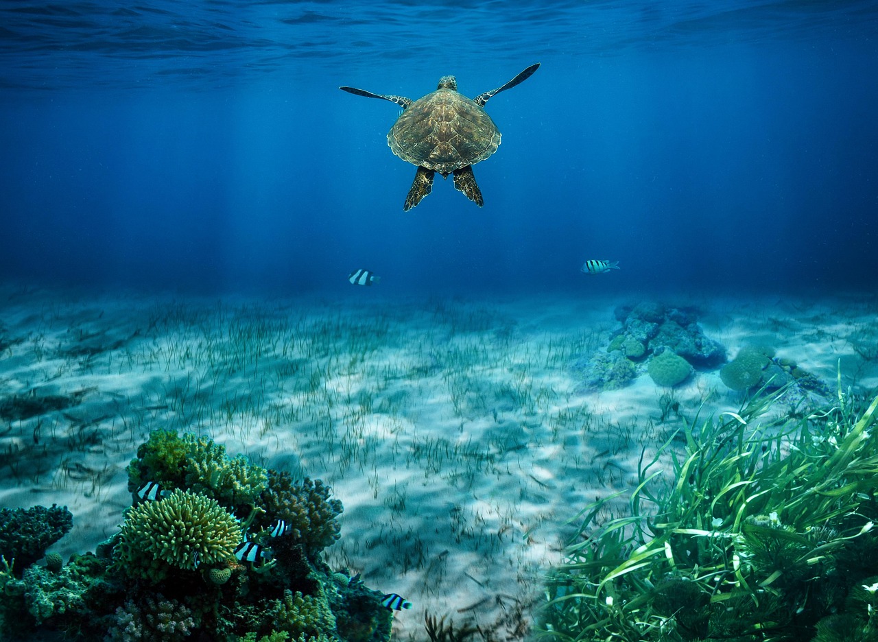 seahorse underwater lagoon