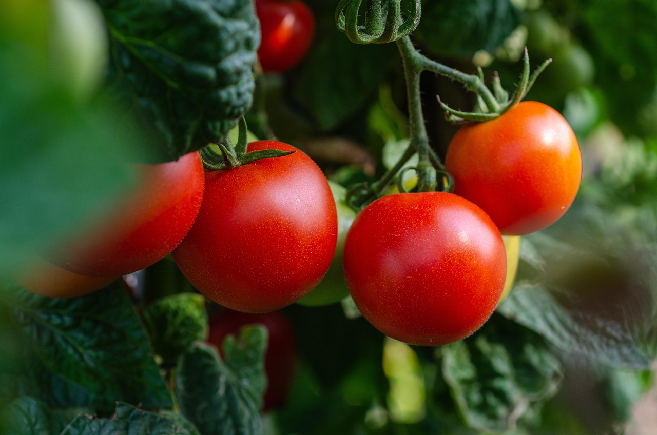 La Región lidera el alza de exportaciones de frutas y hortalizas: +10 % hasta julio