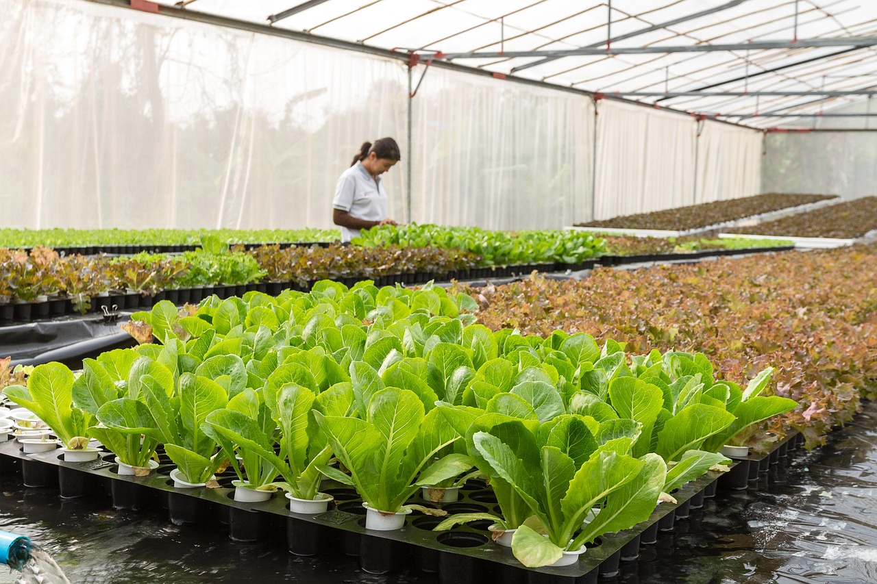 farm workers greenhouse